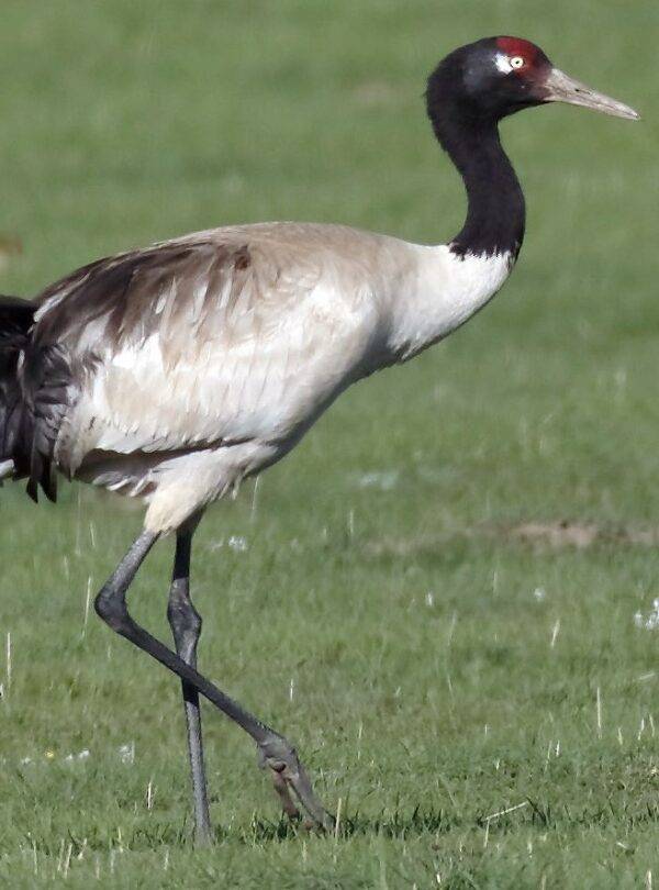 black-necked-crane
