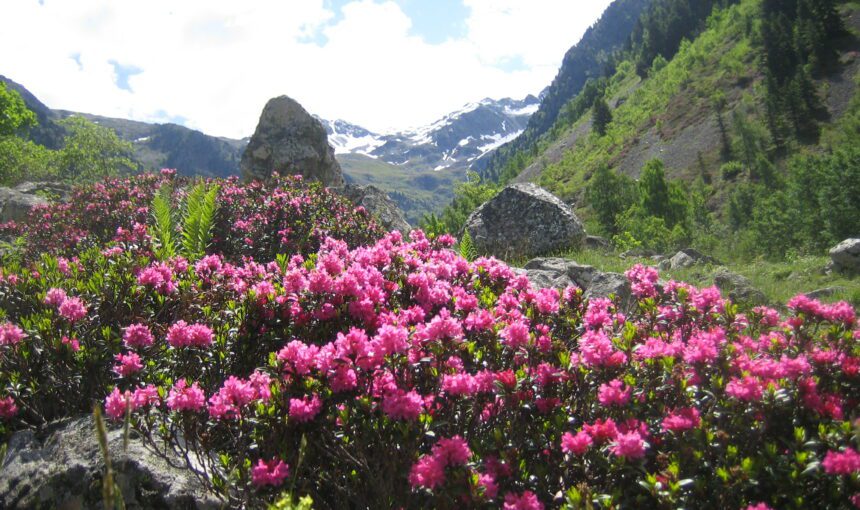 Bhutan Rhododendron Festival